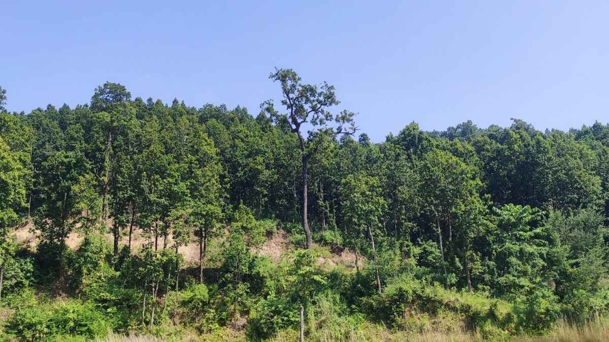 Carbon trading could make Nepal’s forests a foreign-currency cash crop