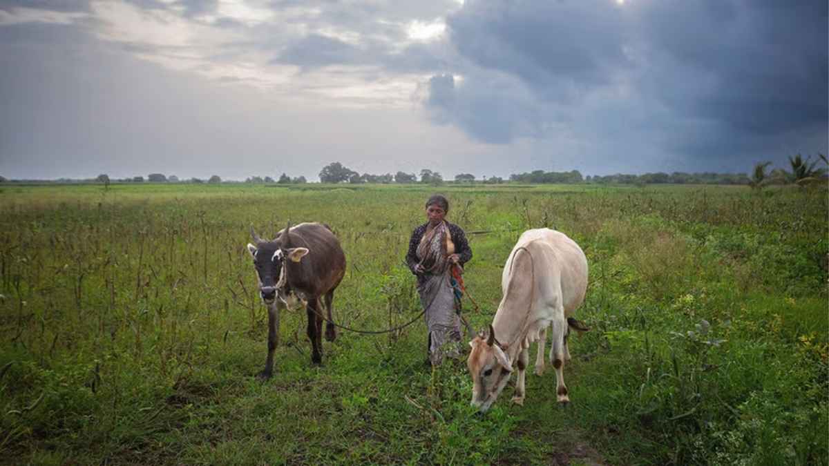 The devastating agricultural outlook for South Asia